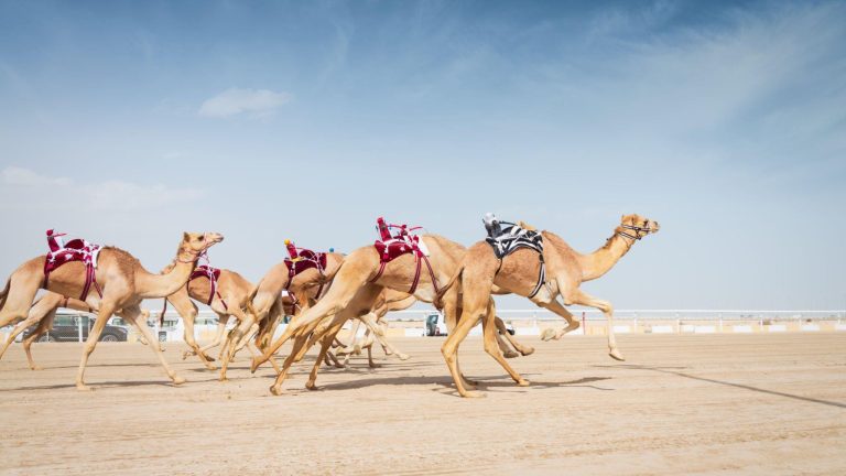places to visit in ras al Khaimah, Al Sawan Camel Track, 