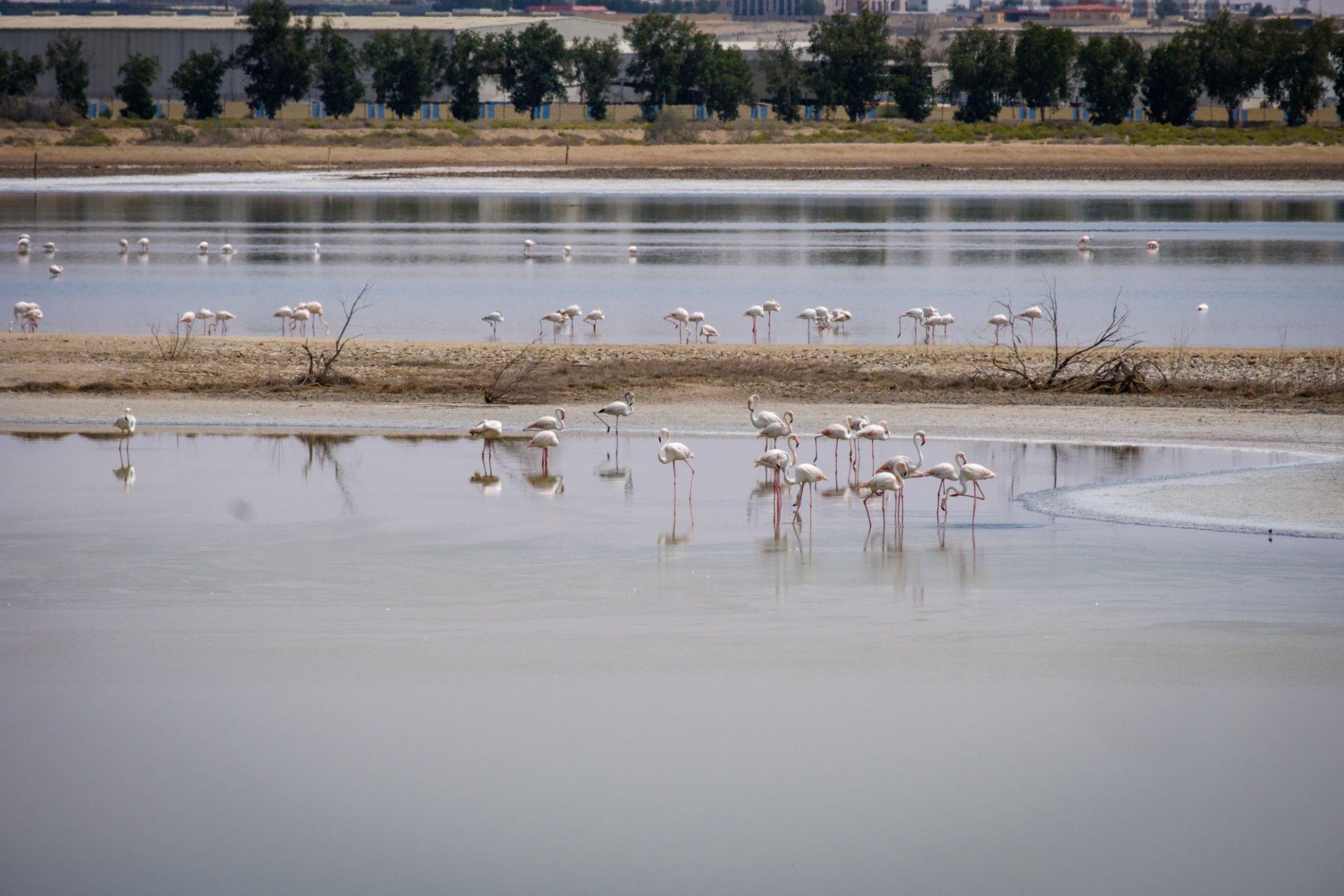 Al Wathba Wetland Reserve, Places to Visit in Abu Dhabi for Free, 