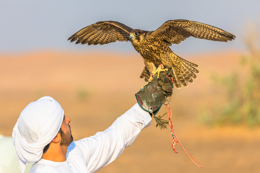 Falconry,