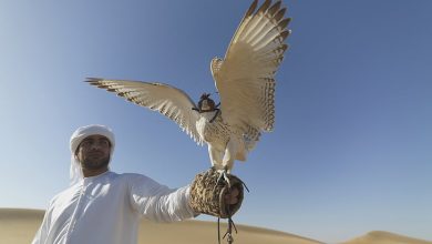 Falconry-Desert-tour-in-dubai,